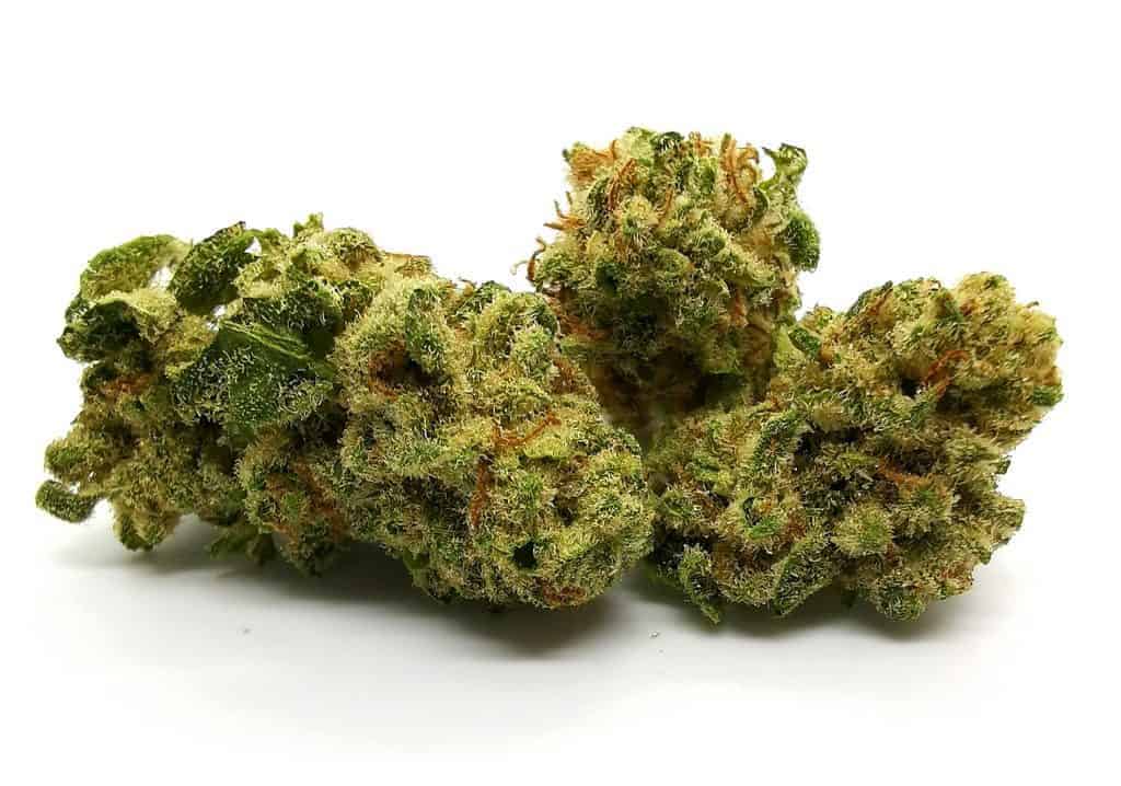 Tsunami Strain Review (cannabis picture