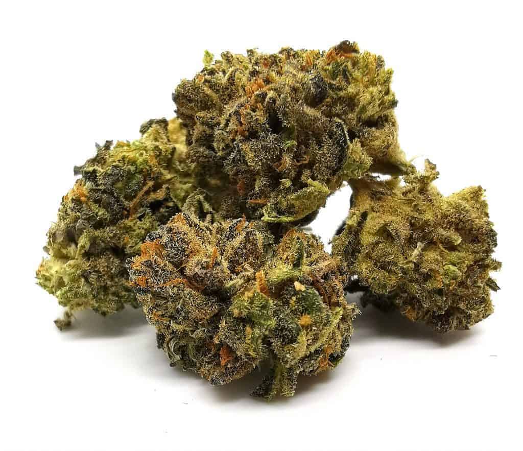 Temple by aurora strain review (cannabis picture)