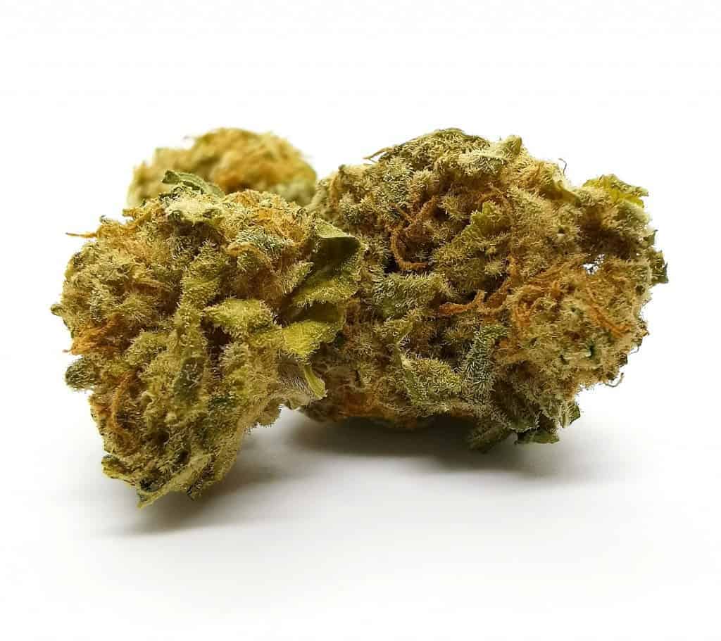 City lights strain review, picture of cannabis. Owned by Cannabis Sensei.