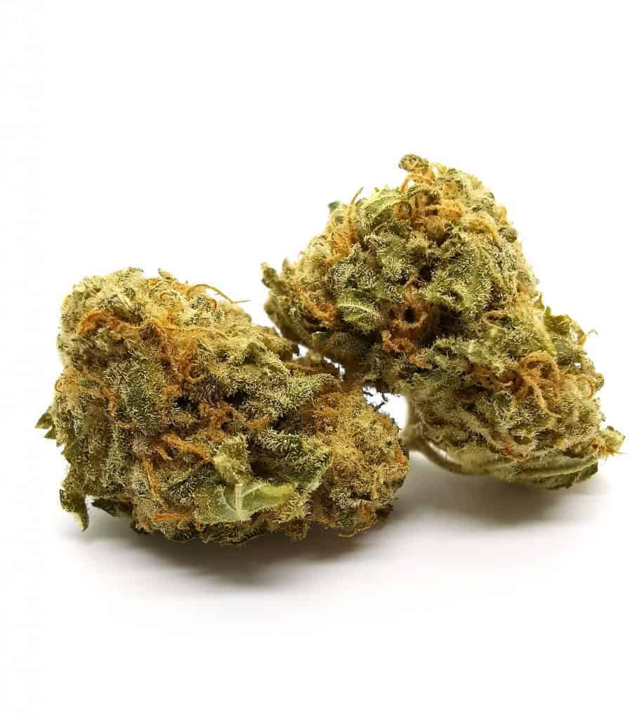 City lights strain review, picture of cannabis. Owned by Cannabis Sensei.