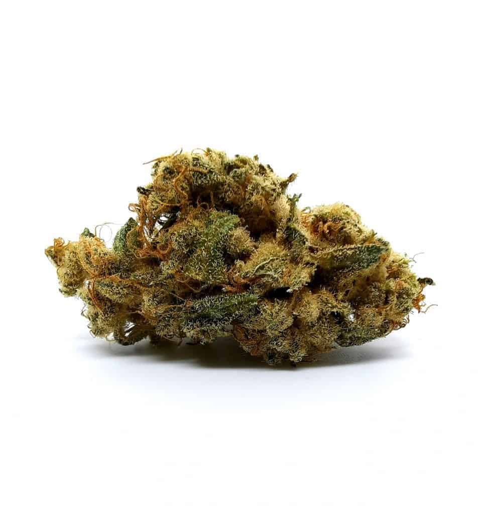 Galiano strain review, picture of cannabis.