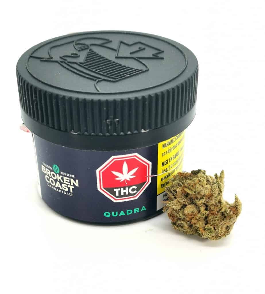 quadra strain review, container and flower