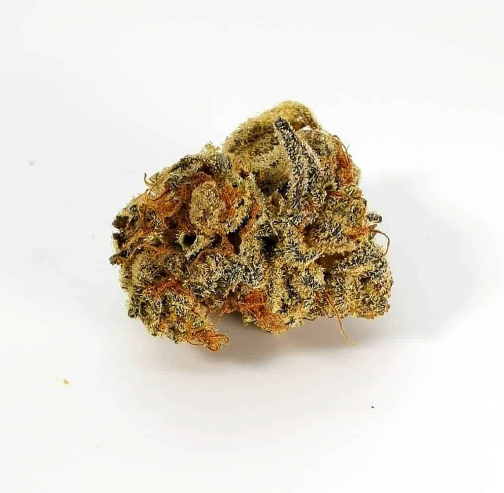 Quadra strain review, picture of cannabis