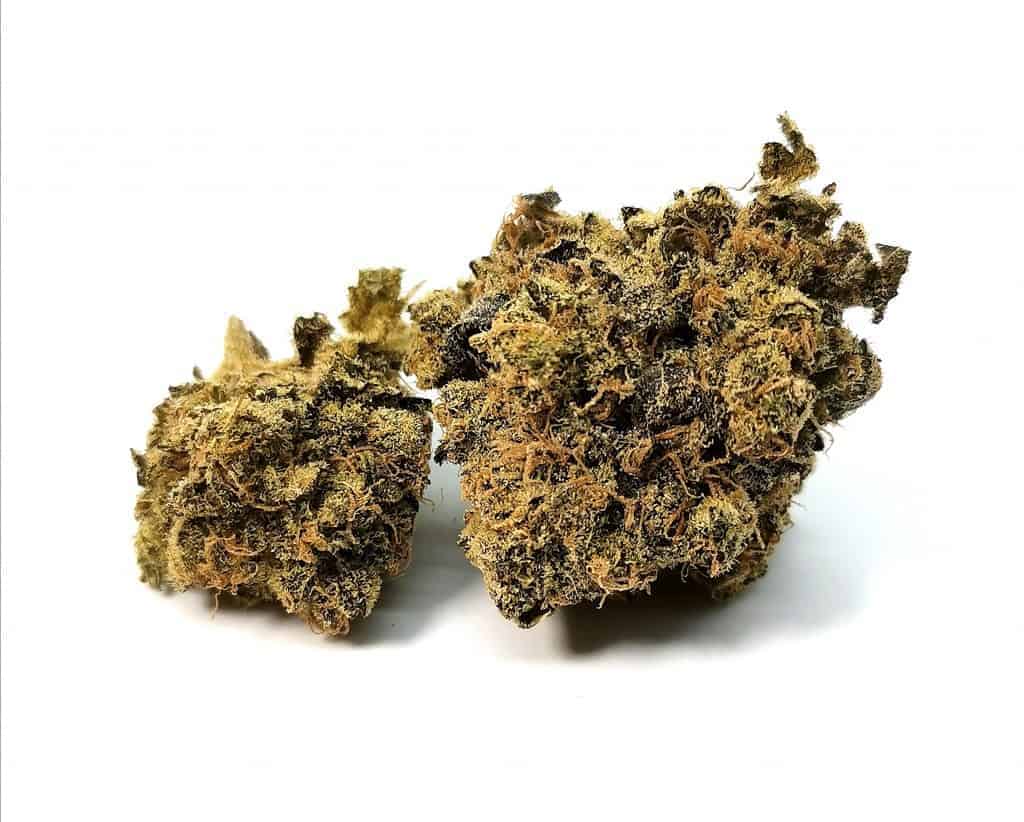 saturna strain review, picture of cannabis