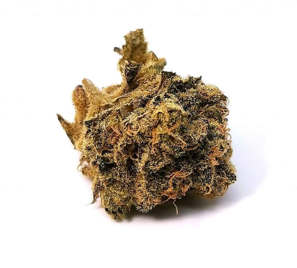saturna strain review picture of cannabis