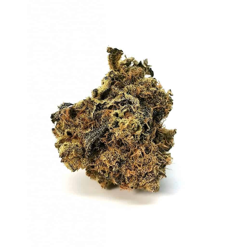 saturna strain review picture
