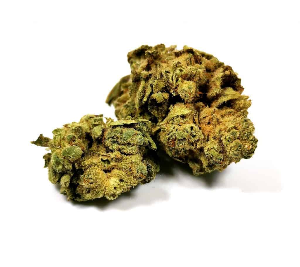 monkey glue strain review