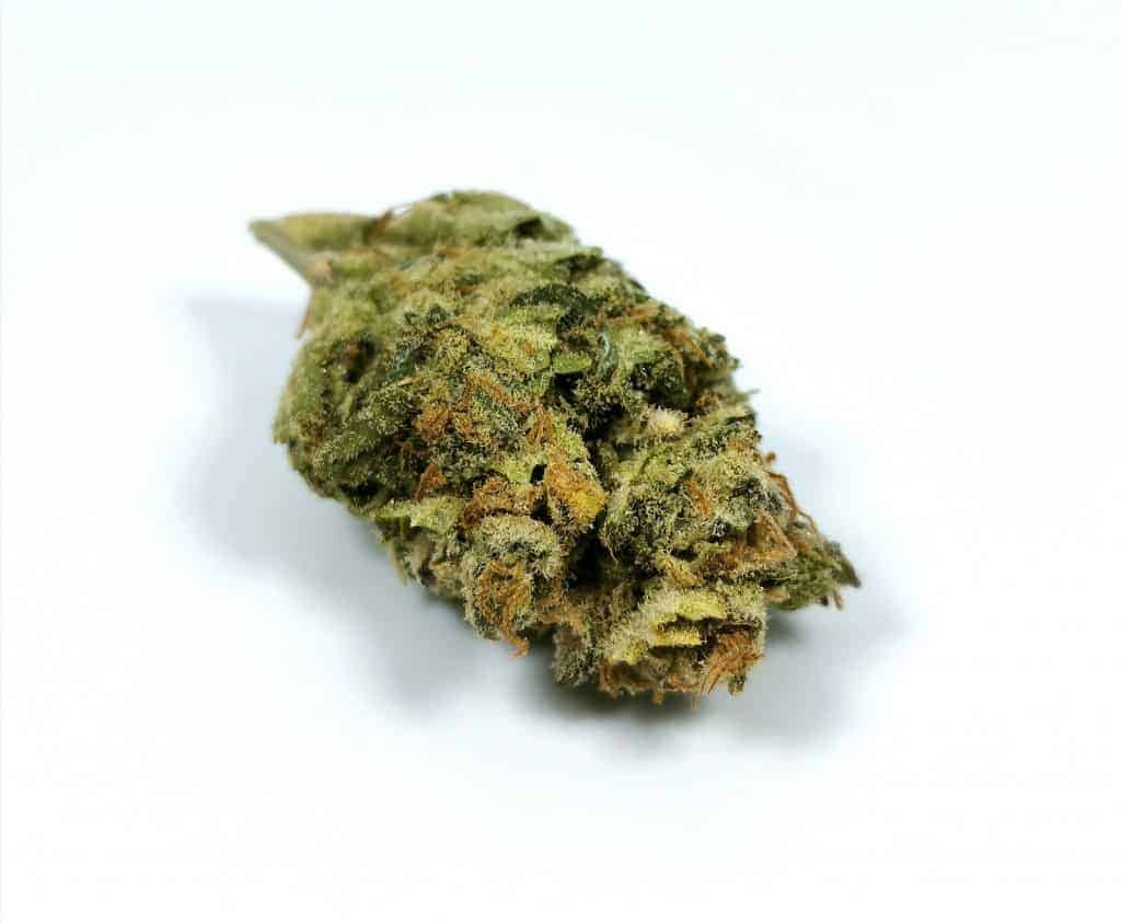 White russian strain review (picture of cannabis)