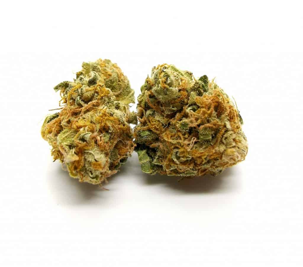 sensi star strain review (namaste) picture of cannabis taken by Cannabis Sensei