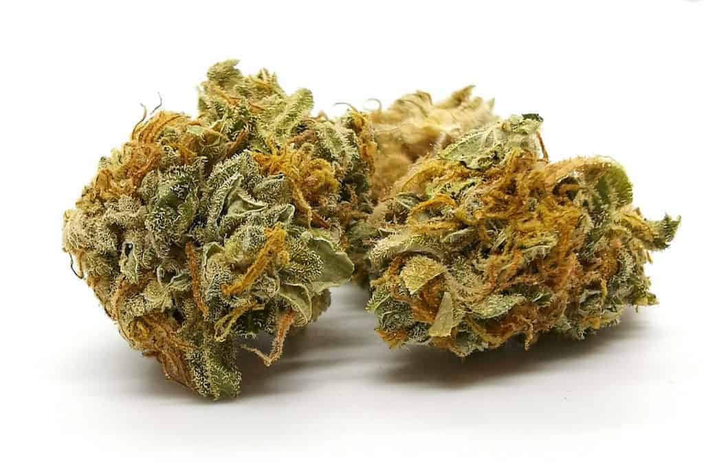 sensi star strain review (namaste) picture of cannabis taken by Cannabis Sensei