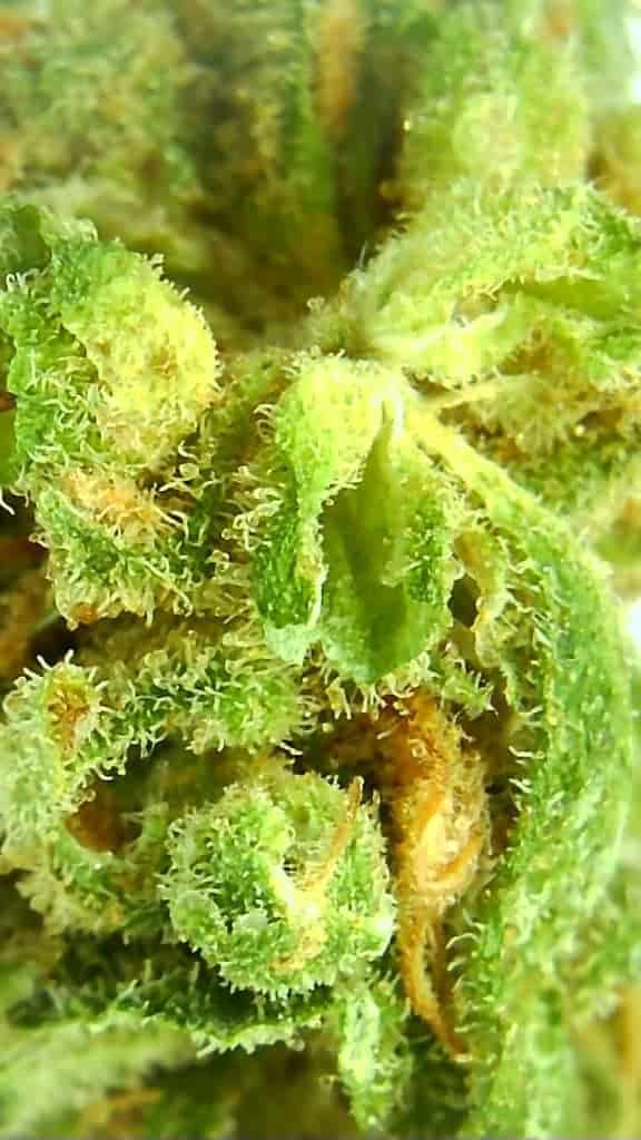 blue dream strain review microscopic picture