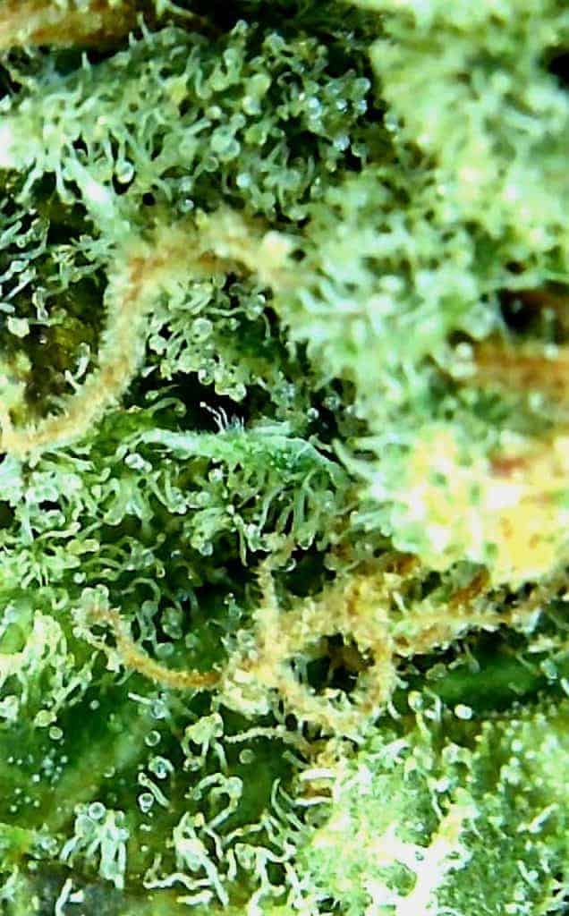 shishkaberry strain review, shishkaberry microscopic