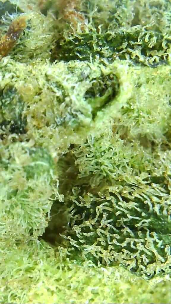 glueberry strain review micro pic of cannabis