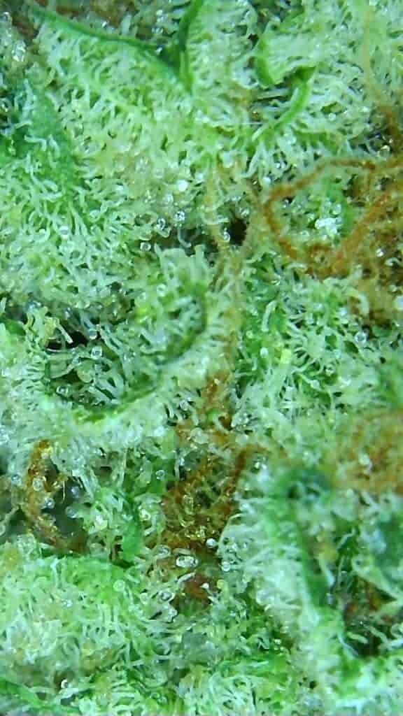 lemon garlic og microscopic pic of cannabis