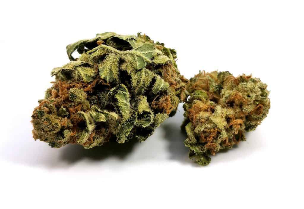 glueberry strain review picture of cannabis