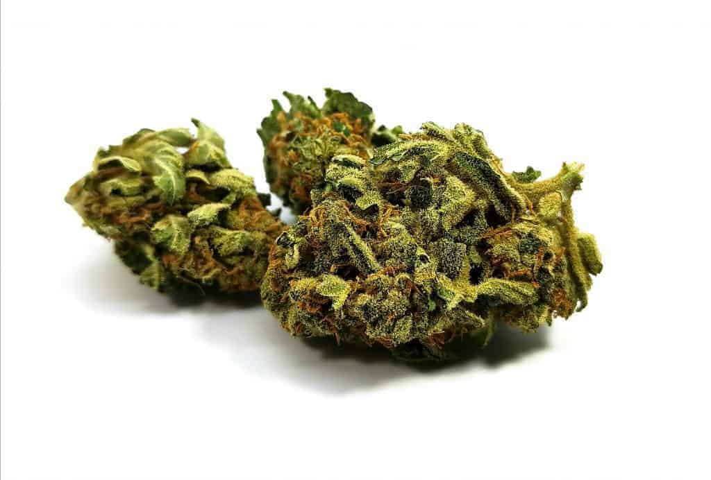 glueberry strain review picture of cannabis