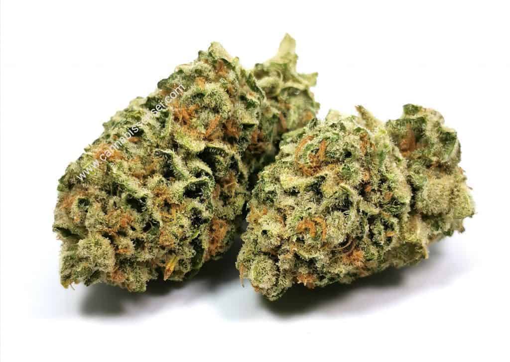 lemon garlic og strain review, picture of cannabis