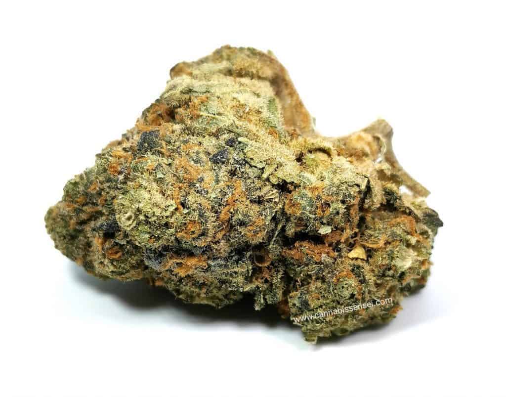 graperuit GG4 strain review, picture of cannabis