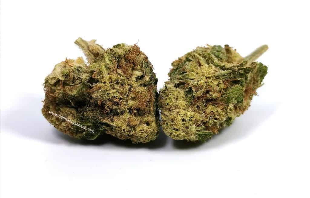 white widow strain review picture of cannabis