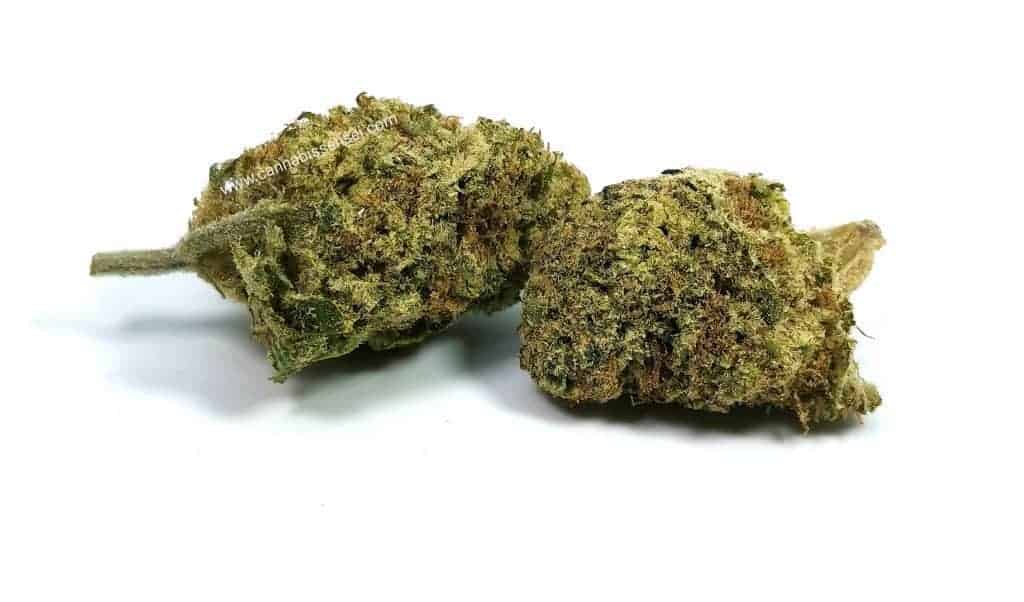 white widow strain review spinach picture of cannabis