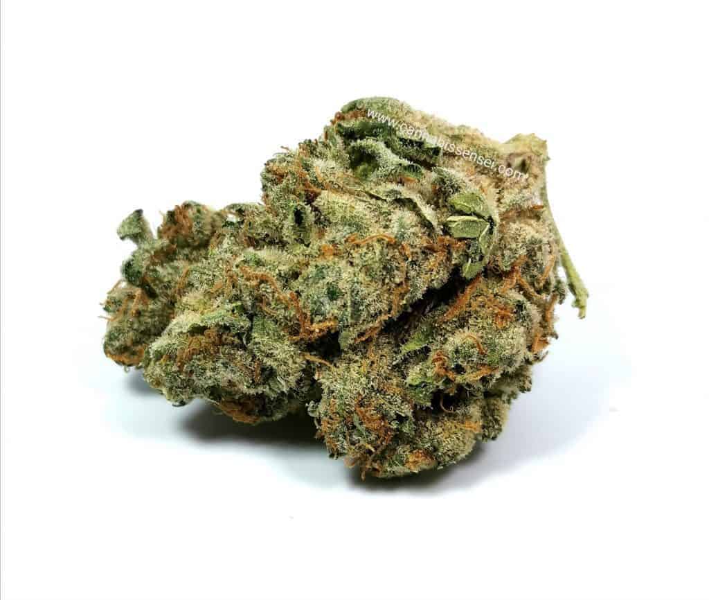 chemdog strain review picture of cannabis