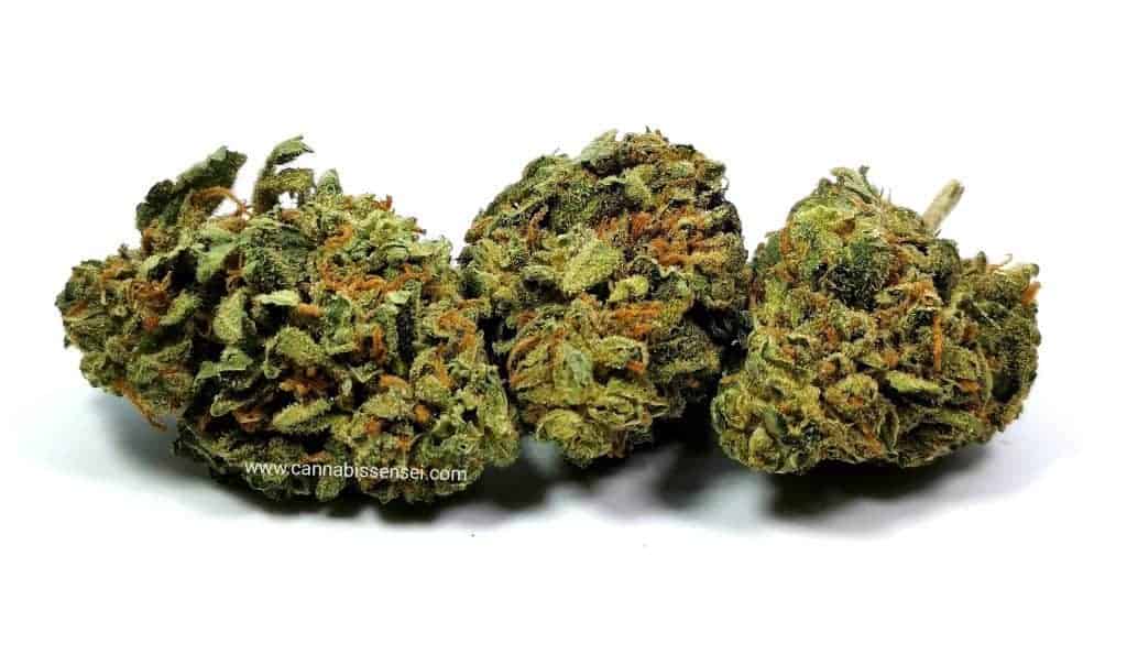 jean guy strain review good supply