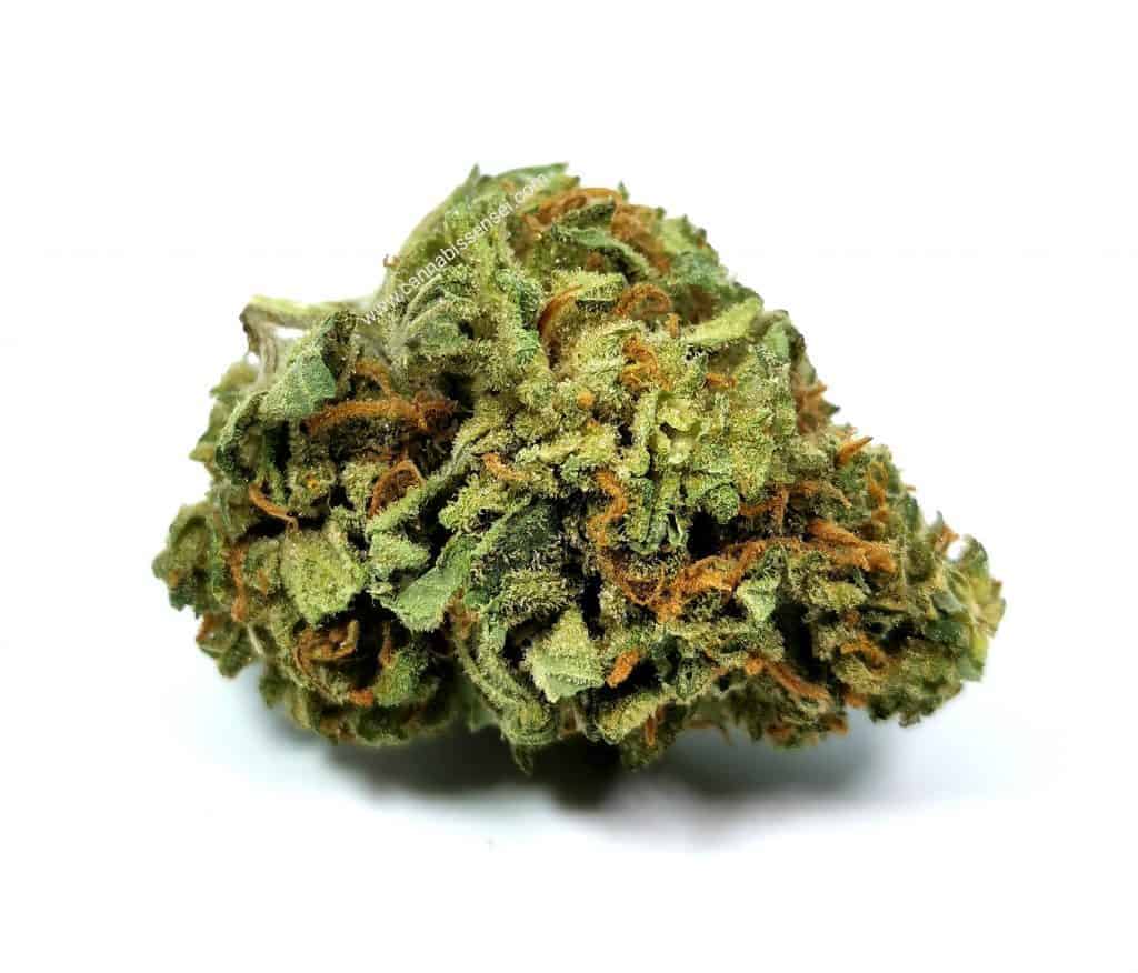 jean guy strain review, good supply