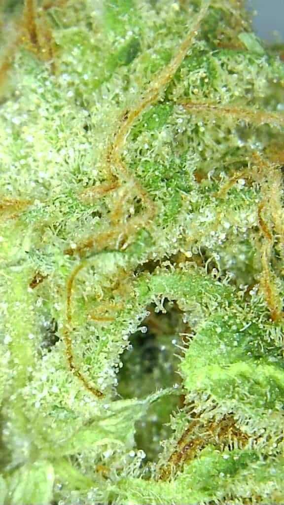 microscopic pic of sage n sour strain