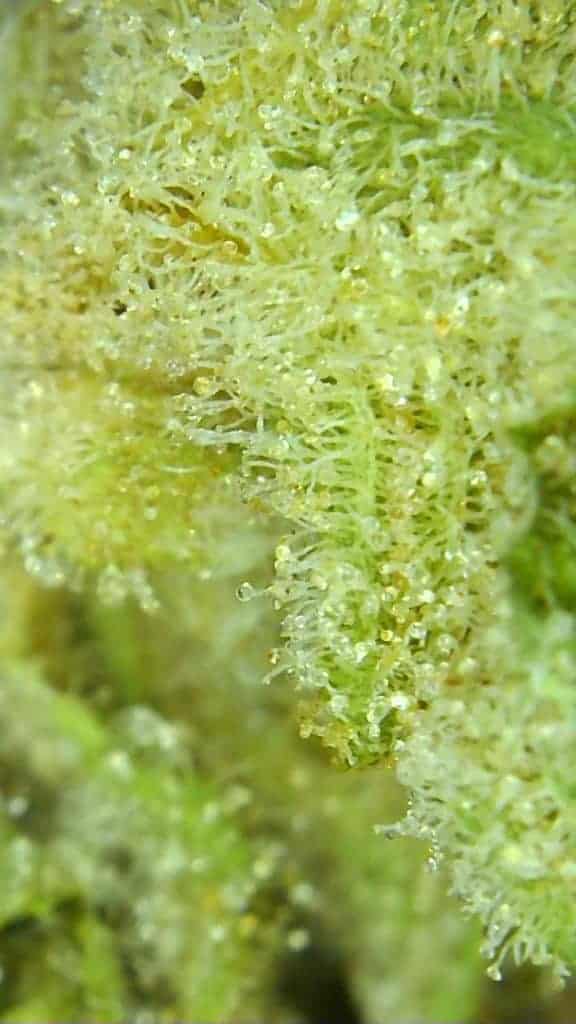 green crush strain review, micro picture