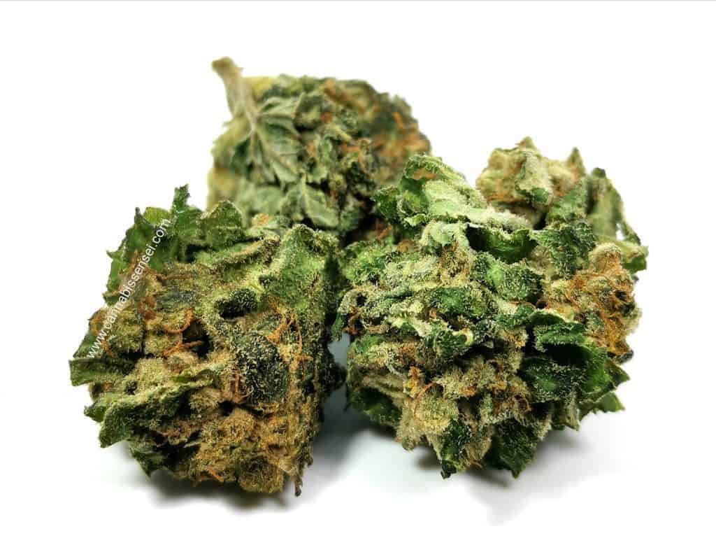 green organic dutchman bio organic picture of cannabis