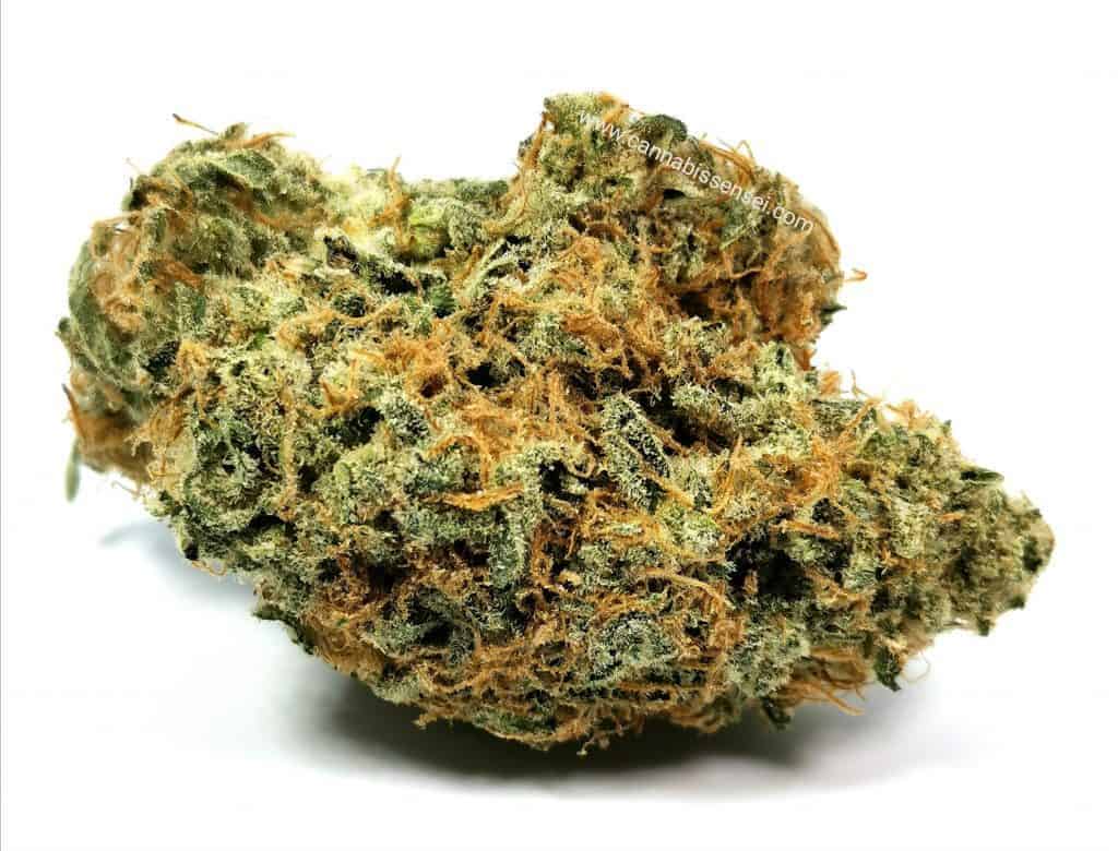 sage n' sour (cerise sur le funday) strain review, picture of cannabis