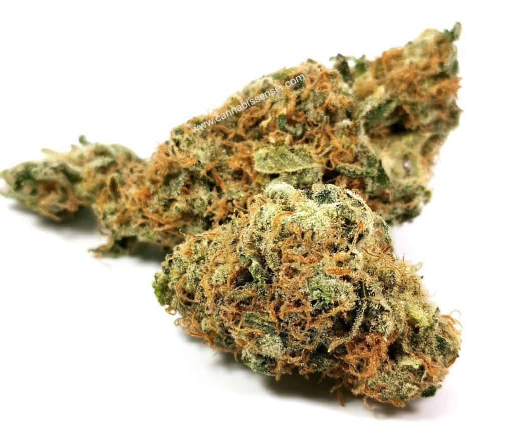 sage n' sour (cerise sur le funday) strain review, picture of cannabis