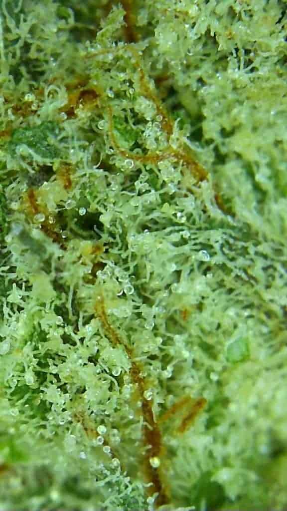 wheres my bike strain microscopic picture
