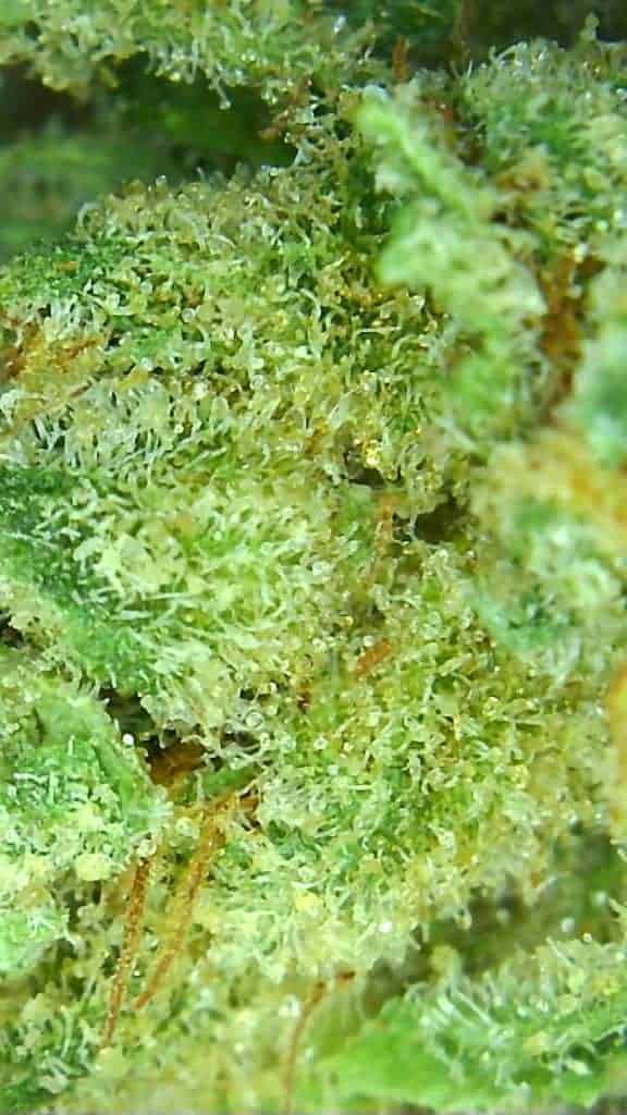 tremblant kush micro picture
