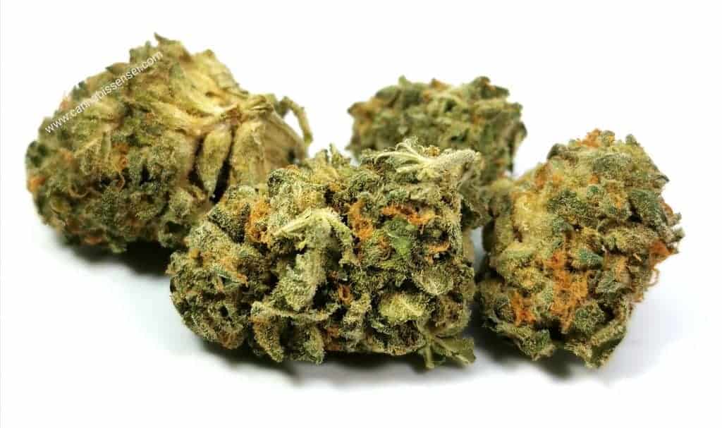 nuken strain review palmetto picture of cannabis