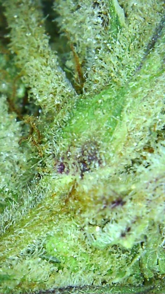 mandarin cookies strain review micro pic