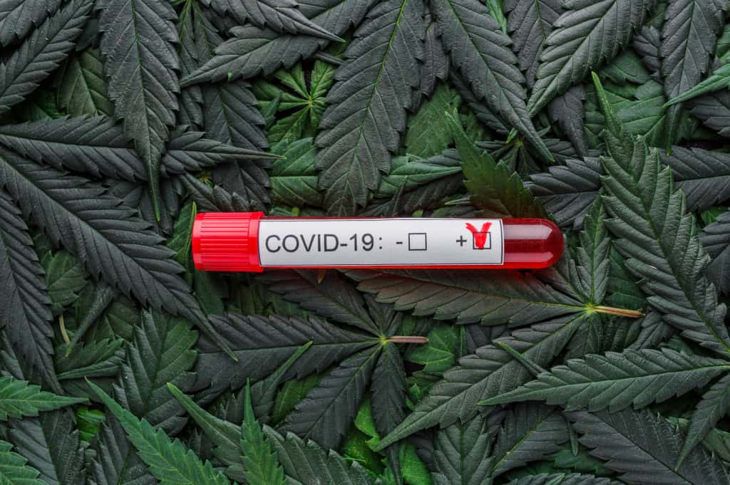 covid and cannabis