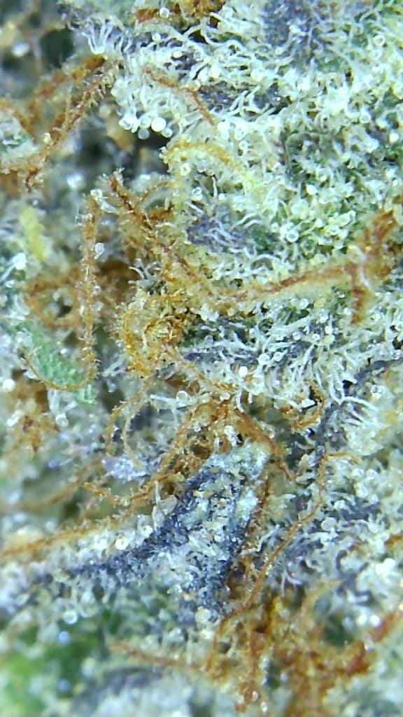gelato mint review micro pic