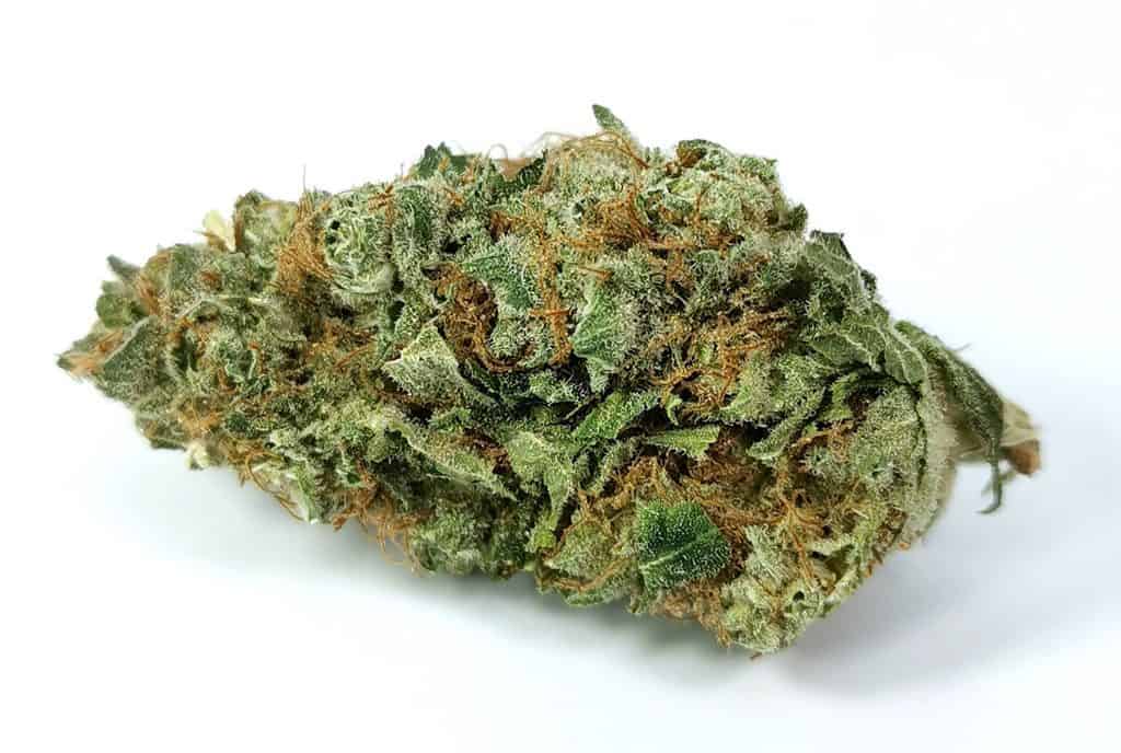 GG4 strain review picture of cannabis