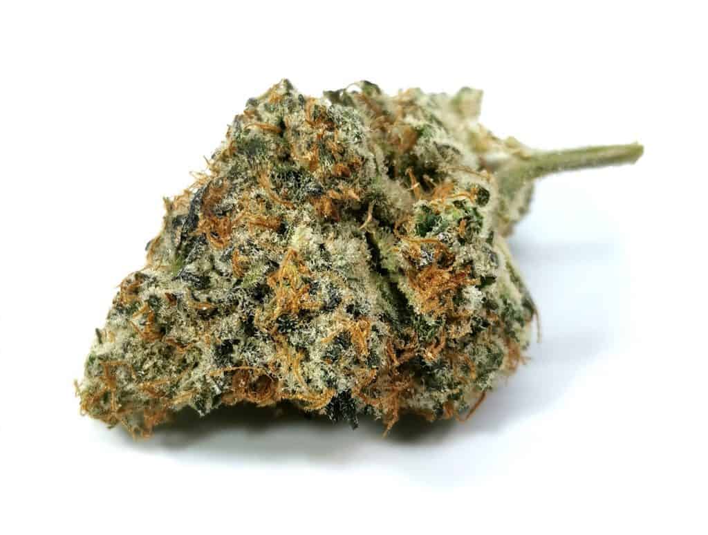 gelato mint pheno #5 review picture of cannabis