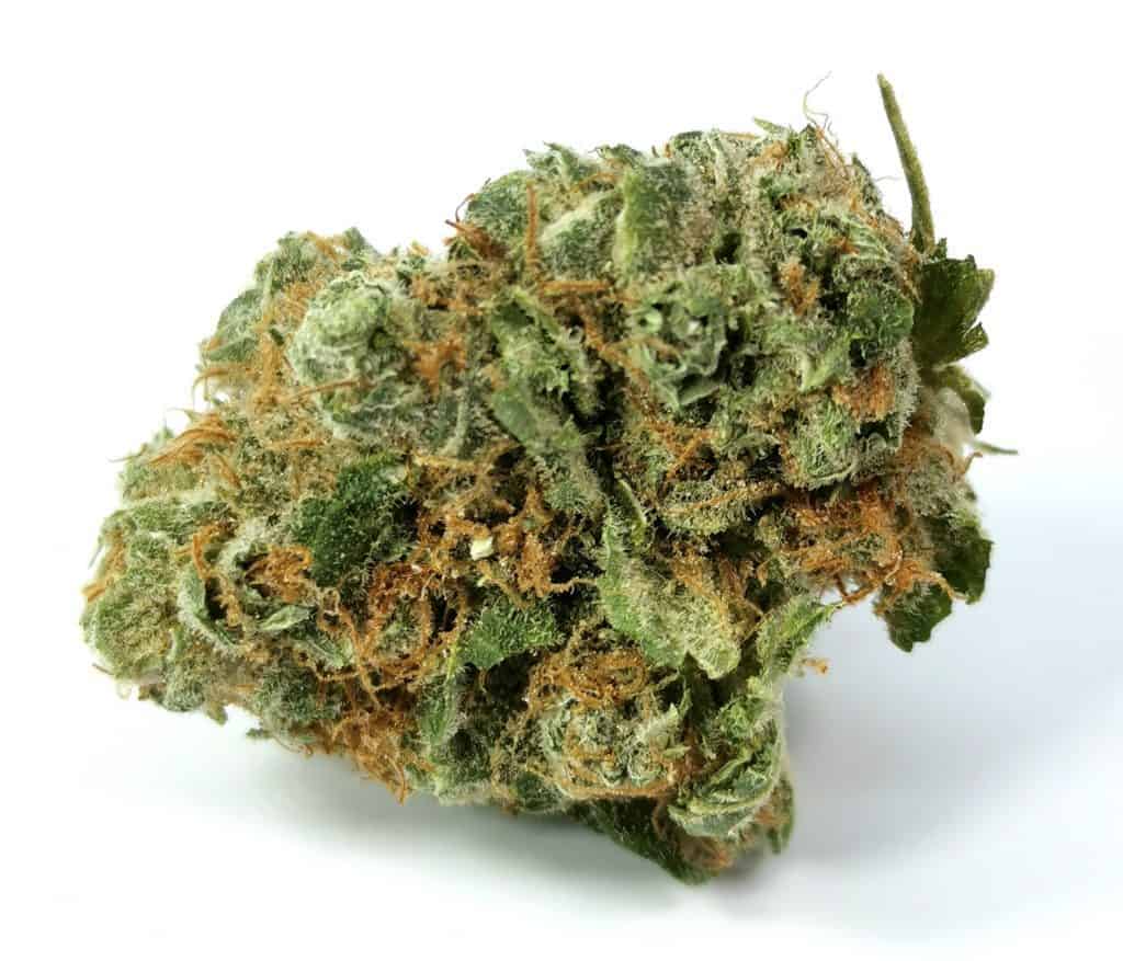 GG4 strain review shelter market picture of cannabis