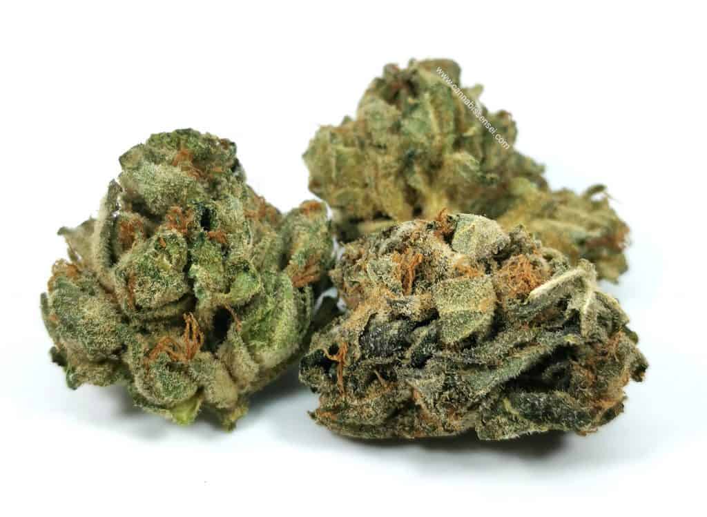BC Sweet Skunk (Pure Laine Cannabis) review, picture of cannabis