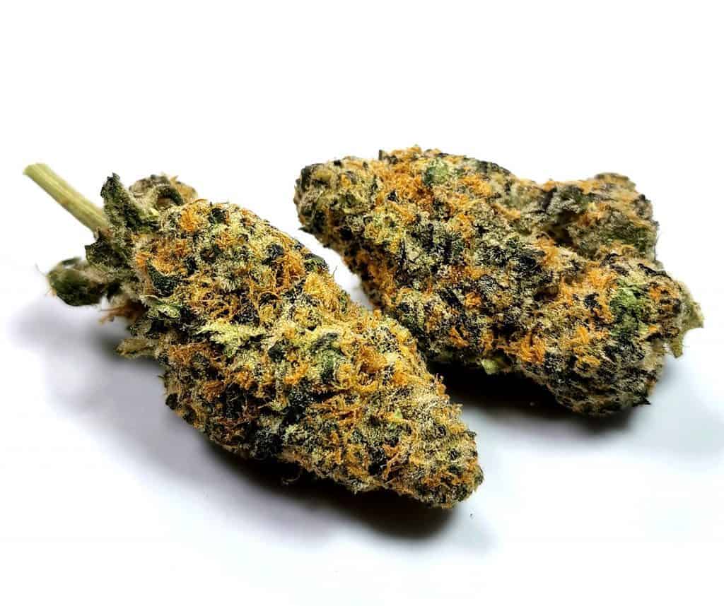 Meatbreath by Gnomestar picture of cannabis
