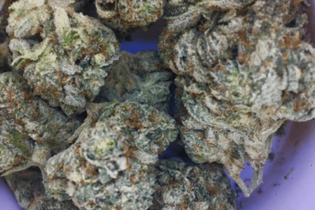 animal face strain