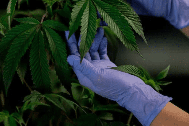 cannabis plant being inspected carefully