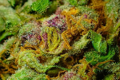 dense and spongy - platinum gorilla glue