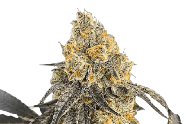 mendo punch bud