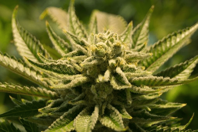kratom flower