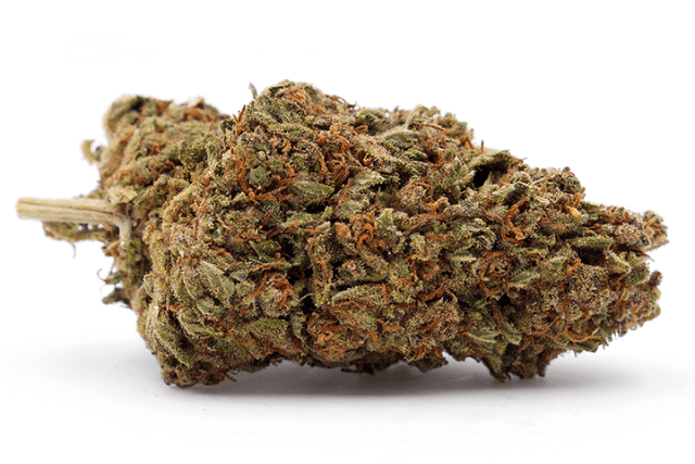 GMO Cookies strain - featured image