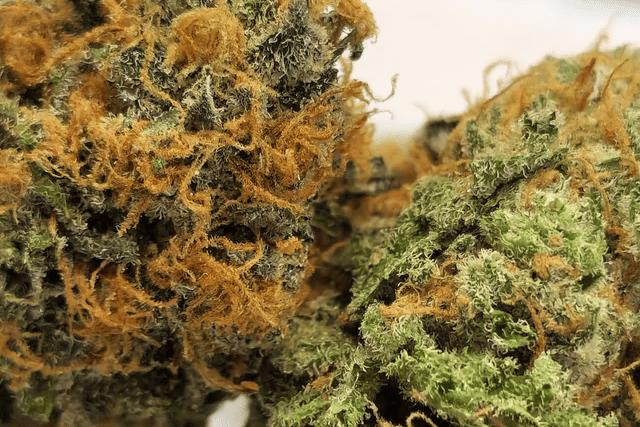 eastcann dirty banana - featured image